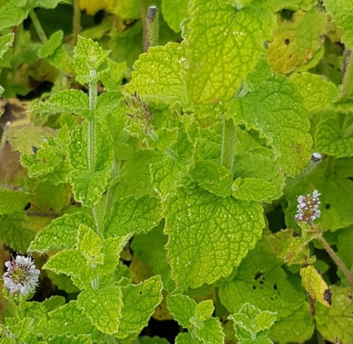 Mentha piperita earl grey - 'earl, grey'