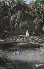 Algérie, Alger la passerelle
