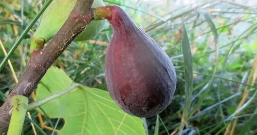 Ficus carica long du - ficus,