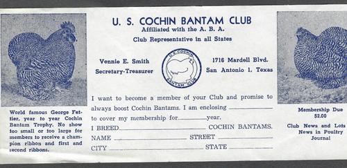 Cochin bantam club - cochin,