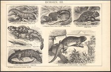1897 Gravure originale Lézards Iguane Varan Reptiles Biologie