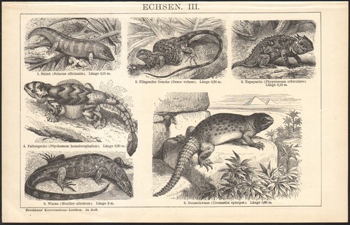 1897 gravure originale - gravure,