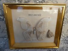 Naturalized Butterfly Antique Cabinet Curiosity Taxidermy Frame ATTACUS ATLAS
