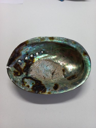 Coquillage ormeau abalone - ormeau, /