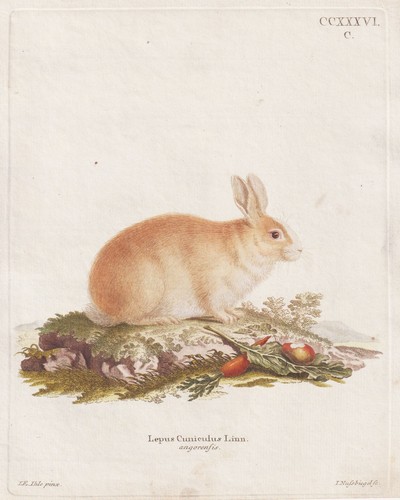 Lithographie angora lapin - angora,