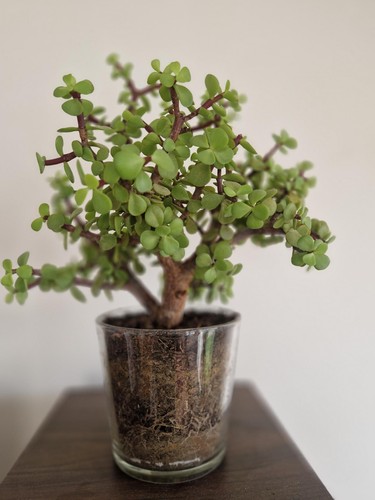 Bonsaï variété portulacaria - bonsaï,
