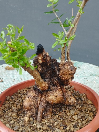 Bonsaï olivastro 10 cm - olivastro, x