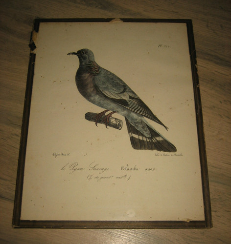 Ancienne lithographie polydore - ancienne,