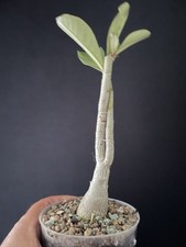 Bonsaï Baobab Rose du désert
