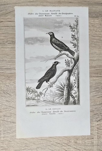 Buffon gravure oiseaux - gravure,