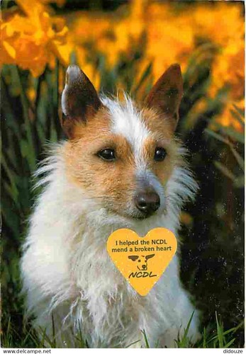 Carte postale animaux - carte,