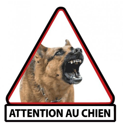 Berger belge malinois - belge,