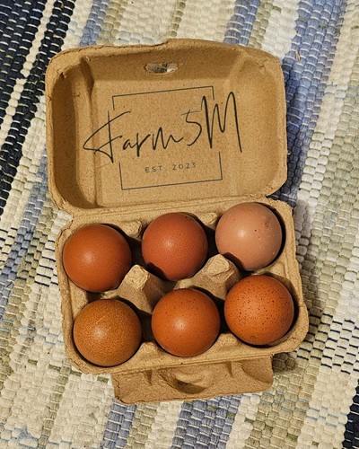 Cuckoo marans hatching - 5+1,