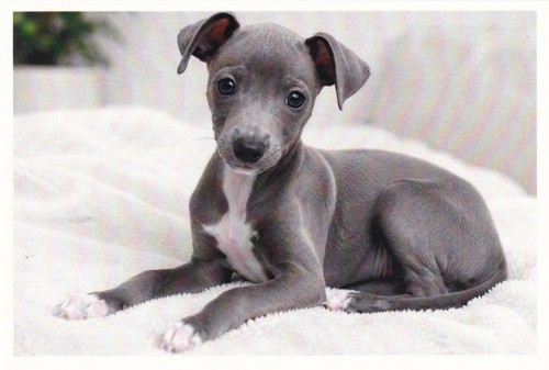 Carte postale chiot - postale,