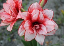 Blue Buddha Farm: Amaryllis 'Joker' Bulb - Striking Red & White Blooms