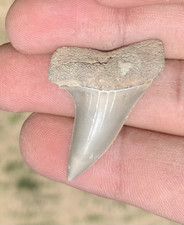Carcharodon hastalis Extinct