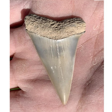Carcharodon hastalis Extinct