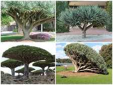 10 graines Dacaena draco