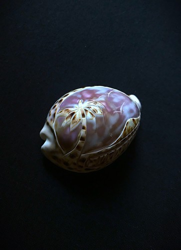 Coquillage porcelaine sculpté