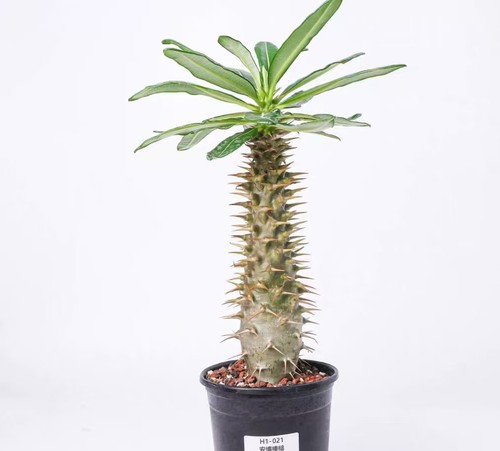 Sale rare plant pachypodium - plant,