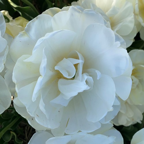 Bulbes tulipes - tulipes,