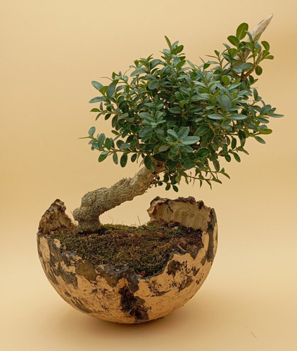 Bonsai ans buis - 40,