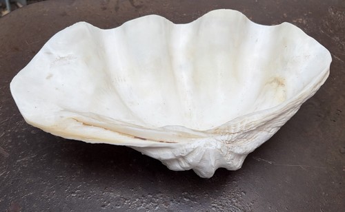 Grand bénitier coquillage - bénitier,