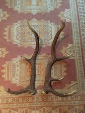 BELLE PAIRE BOIS CERF 75CM