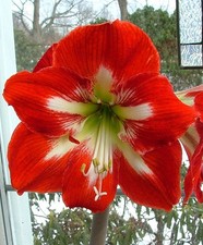 Blue Buddha Farm: Amaryllis 'Cocktail' – Bold Red & White Indoor Blooms