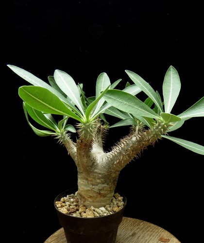 Pachypodium densiflorum