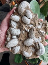 1133 g. Huitres Gryphea