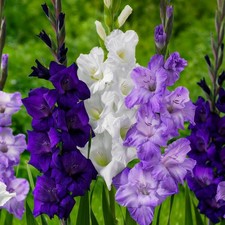 Bulbes de glaïeuls rustiques