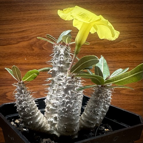 Rare pachypodium rosulatum - rare!!!,