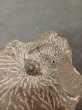 Trilobite  Maroc, A Finir De