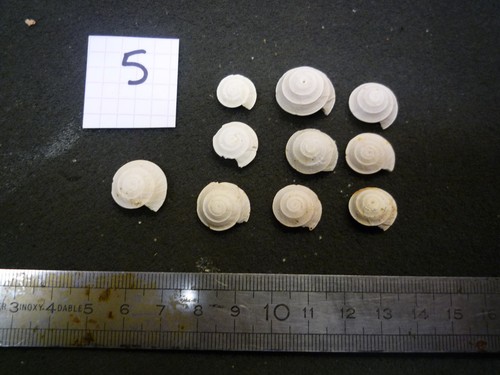 104 solarium patulum - 104.03,