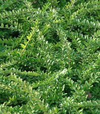 Jeune plant Lonicera Nitida chèvrefeuille pour Haie ou Couvre-sol 15-20 Cm