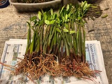*50 red  mangroves*AQUARIUM FISH PLANTS*10-12 inches each*
