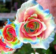 RARE 20x graine Rosier