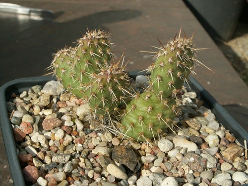 Opuntia alberta sunset x - 'alberta,