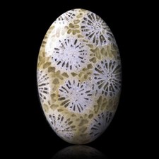 ★☆ Indonesia 27.00CT FOSSIL CORAL - 31.3mm - GEM-BC2374 ☆★