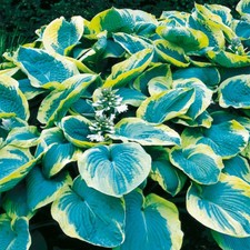 Hosta Tubercule Feuilles