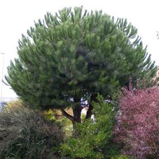 Pinus pinea - Pin parasol -