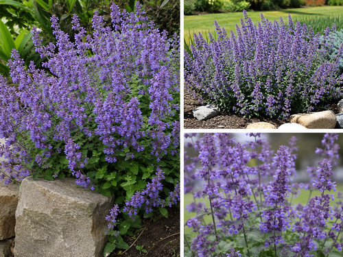 Nepeta racemosa 000 - nepeta, 5