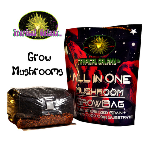 All one mushroom - grow, bag