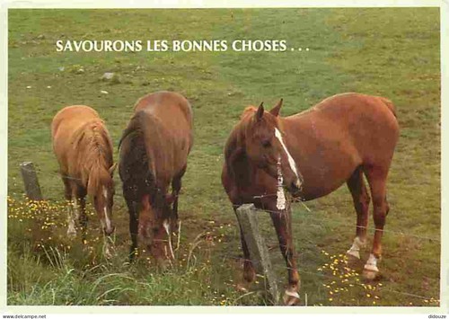 Carte postale animaux - postale,