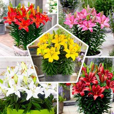 Bulbes de lys rustiques -