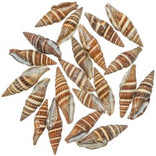 Coquillages vexillum