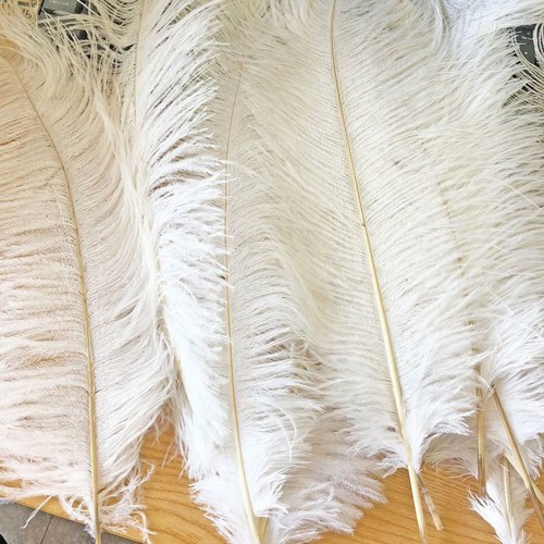 Plumes ostrich blanches - plumes,