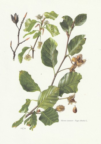 Planche histoire naturelle - 31,