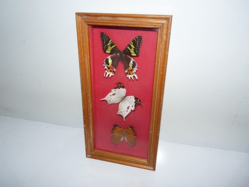 Ancien cadre papillon - cadre, 3